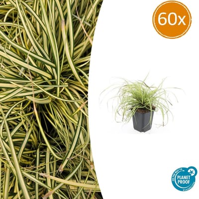 60 Stuks Japanse Zegge/Schaduw Zegge Evergold, Wintergroene Siergrasplant, Groen met GoudGele Middenstreep, Carex oshimensis Evergold - 10-25cm - Ø9cm