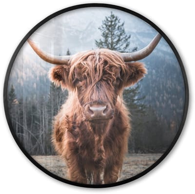 Poster in lijst Rond - Fotolijst 60x60 cm - Posters - Schotse hooglander - Koe - Dieren - Berg - Natuur - Ronde posterlijst zwart - Decoratie - Wanddecoratie woonkamer - Muurdecoratie slaapkamer