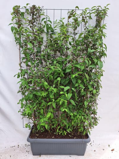 Green Harmony| Deutzia hybrida 'Mont Rose' - Bruidsbloem - Kant-en-Klaar Haag - 120 x 180 cm