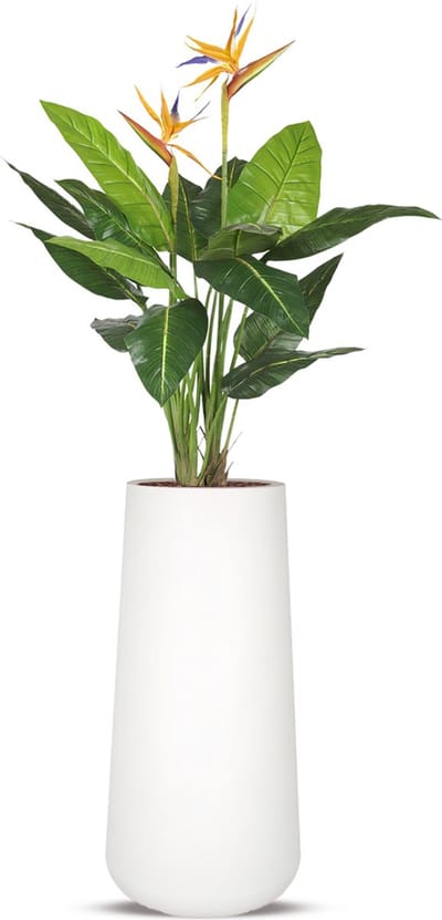 Kunstplant Strelitzia in Lucas H195 cm