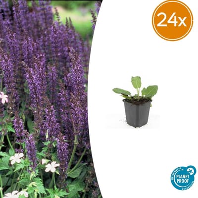 Trendyplants - Salvia nemorosa 'Mainacht' - 24 stuks - Salie - Winterhard - Hoogte 10-30 cm - Potmaat Ø9cm