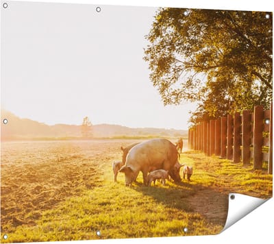 Gards Tuinposter Varken Familie - Varkens - 120x90 cm - Tuindoek - Tuindecoratie - Wanddecoratie buiten - Tuinschilderij