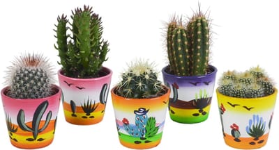 Cactus mix 5.5 cm in Mexicaanse pot | 5 stuks