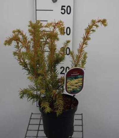 Taxus baccata 'Summergold' - Venijnboom, Europese Taxus 25 - 30 cm in pot