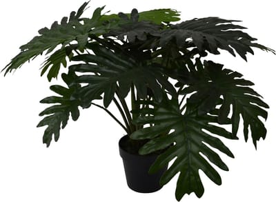 Philo xanadu - 60 cm