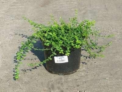 Japanse Kardinaalshoed - Kardinaalsmuts Minimus - Bodembedekker Tuin - Groenblijvend Glanzend Blad - 20 cm - Groen