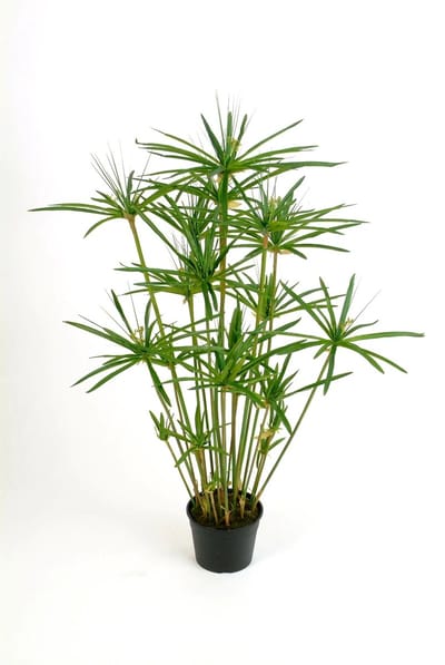 JUNAVERA Cyperus haspan | Parapluplant in 14 cm pot | 70 cm hoge moeras- en terrariumplant
