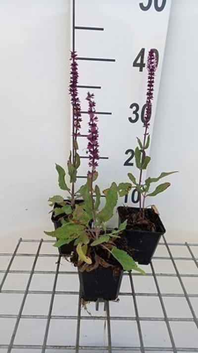 6x Struiksalie - Salvia nem. 'Caradonna Pink Inspiration' | 9x9 cm pot
