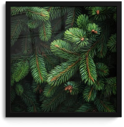 Poster in lijst - Fotolijst 40x40 cm - Posters - Sparrentakken - Knoppen - Naalden - Groen - Posterlijst zwart - Decoratie - Wanddecoratie woonkamer - Muurdecoratie slaapkamer