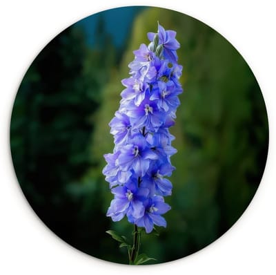 WallCircle® Wandcirkel 120x120 cm - Muurcirkel Bloemen - Blauw - Dennenboom - Muurdecoratie woonkamer - Wanddecoratie slaapkamer - Kamer decoratie accessoires - Ronde schilderijen XXL
