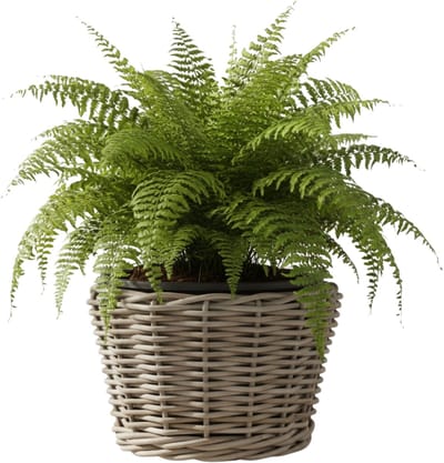 Van der Leeden Planten/bloemen mand - rotan - gevlochten riet - D27 x H22 cm - drypot - plantenpot - plantenmand - nestbaar