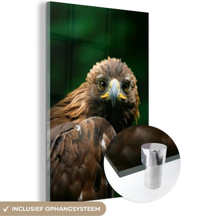 MuchoWow® Glasschilderij 40x60 cm - Schilderij acrylglas - Arend - Bruin - Roofvogel - Foto op glas - Schilderijen