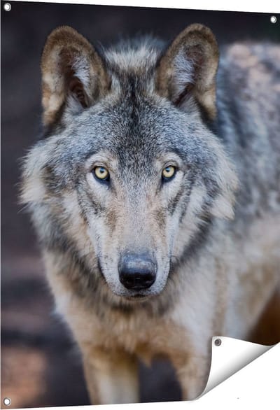 Gards Tuinposter Wolvenkop - Grijze Wolf - 80x100 cm - Tuindoek - Tuindecoratie - Wanddecoratie buiten - Tuinschilderij