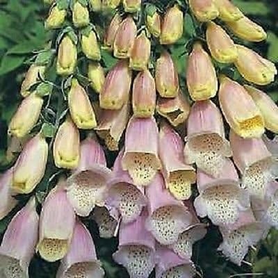 Vingerhoedskruid Zaden - Perennial Bloemen - Tuin Decoratie - Makkelijk Te Kweken - 50+ Stuks - Zilver
