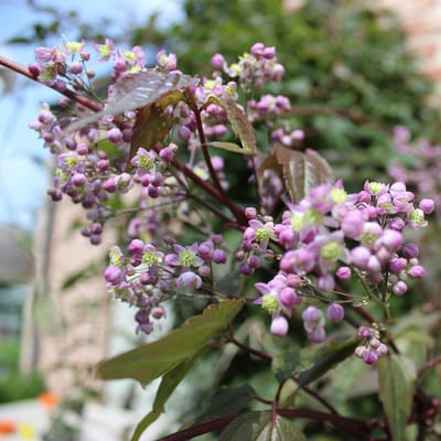 6x Ruit - Thalictrum ‘Elin’ - Pot 9x9cm