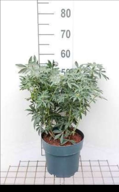 Choisya tern. 'Greenfingers'® - Mexicaanse Oranjebloesem 40- 50 cm in pot