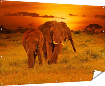 Gards Tuinposter Olifanten in het Wild - Zonsondergang - 180x120 cm - Tuindoek - Tuindecoratie - Wanddecoratie buiten - Tuinschilderij