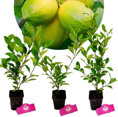Set van 3 limoenplanten - citrus auratifolia 'Limoen' - H40cm - in 9cm pot