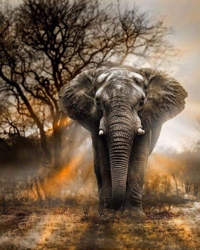 Olifant 30x40 - Diamond painting - compleet pakket - volledig beplakt - vierkant