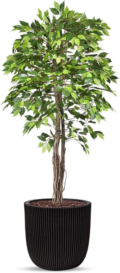 Kunstplant Ficus groen in planter ball Groove zwart H200 cm