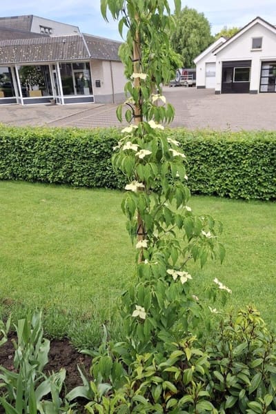 Jonge Zuilvormige Kornoelje boom | Cornus kousa 'Flower Tower' | 100-150cm hoogte