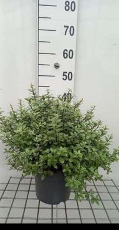 Pittosporum ten. 'Silver Ball'® - Australische Laurier 25- 30 cm in pot