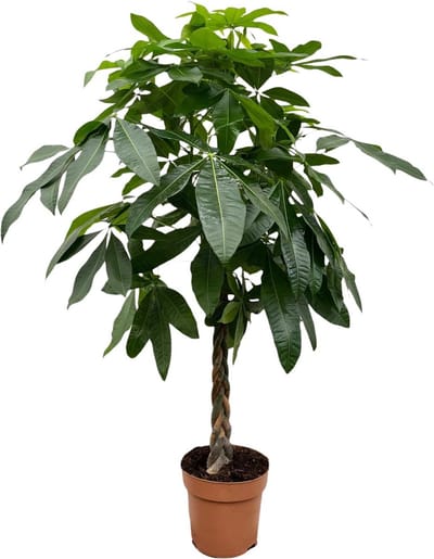 Watercacao plant - Tropische kamerplant voor diverse binnenomgevingen, 150 cm hoog, ø27 potmaat