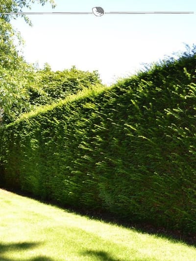 Venijnboom Taxus baccata 160-180 cm, 3x Haagplant