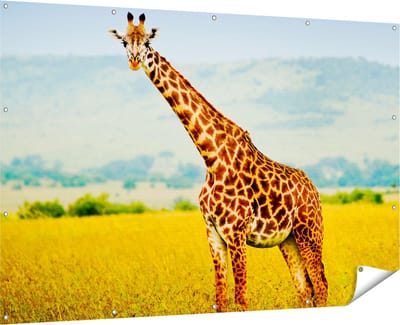 Gards Tuinposter Giraffe in het Veld - 180x120 cm - Tuindoek - Tuindecoratie - Wanddecoratie buiten - Tuinschilderij