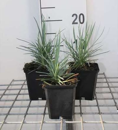 6x Grasanjer - Dianthus (p) 'Doris' | 9x9 cm pot