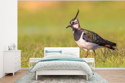 Behang - Fotobehang Vogel - Gras - Natuur - Dieren - Kievit - Breedte 320 cm x hoogte 240 cm