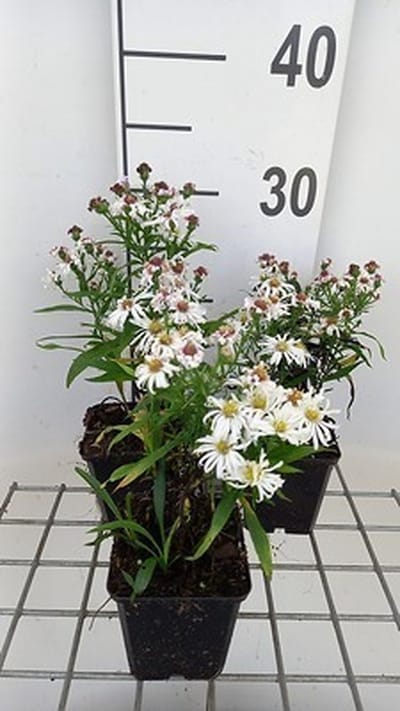 6x Aster - Aster dum. 'Kristina' | pot de 9 x 9 cm
