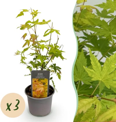 Plantenboetiek.nl | Acer palmatum Orange Dream - Oranje - 3 Planten - Bladverliezend - Weinig Onderhoud - Ø12cm - 25-35cm hoog - Tuinplant