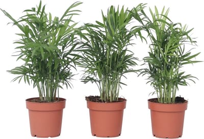 Plant in a Box - Chamaedorea elegans - Set van 3 - Kamerplanten - Dwergpalmen - Top 12cm - Hoogte 30-40cm