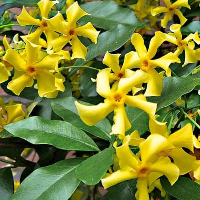 4 x Toscaanse Jasmijn Geel - Geurende Sterjasmijn Klimplant Wintergroen - Trachelospermum jasminoides Star of Toscane in C2(liter) pot met hoogte 50-60cm