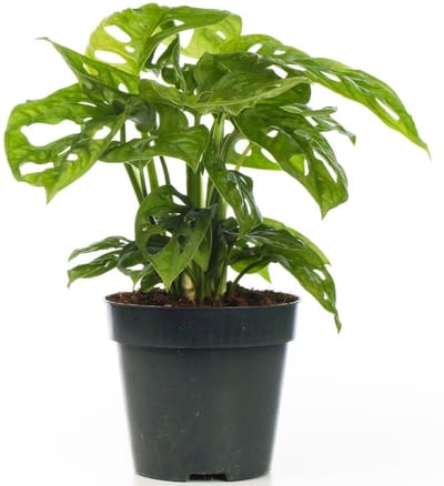 JUNAVERA Monstera Monkey Leaf terrariumplant en kamerplant | 12 cm pot | 30 cm hoog bij levering
