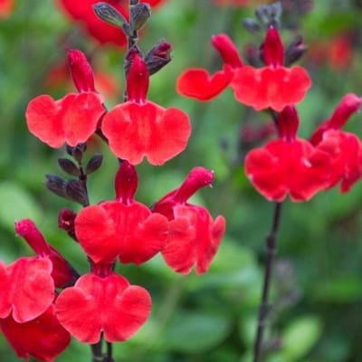 6x Salvia microphylla 'Royal Bumble' Pot 9x9cm - Prachtige planten voor in de tuin