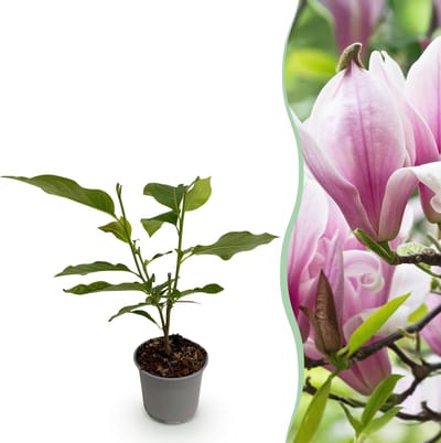 Plantenboetiek.nl | Magnolia George Henry Kern - Bloem Roze - Bladverliezend - Weinig Onderhoud - Ø12cm - 30cm hoog - Tuinplant