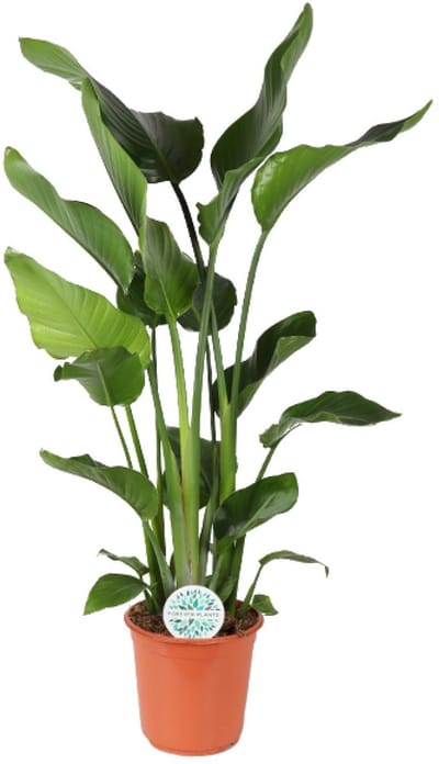 Witte Paradijsvogelplant, Tropische Groene Plant, Strelitzia Nicolai, Ø24cm - 110cm