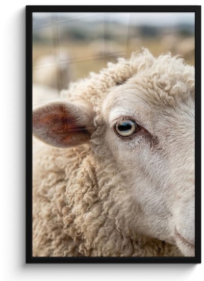 Poster in lijst - Fotolijst 60x90 cm - Posters - Schaap - Oog - Wit - Posterlijst zwart - Decoratie - Wanddecoratie woonkamer - Muurdecoratie slaapkamer