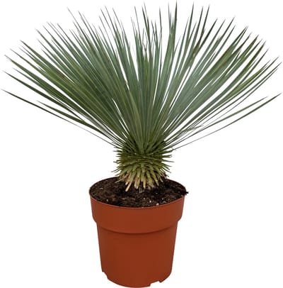 Trendyplants - Yucca Rostrata - Winterhard - Tuinplant - Hoogte 60-80 cm - Potmaat Ø27cm