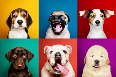 Fine Asianliving Grappige Honden Digitale Print 80x120cm Acryl Glas