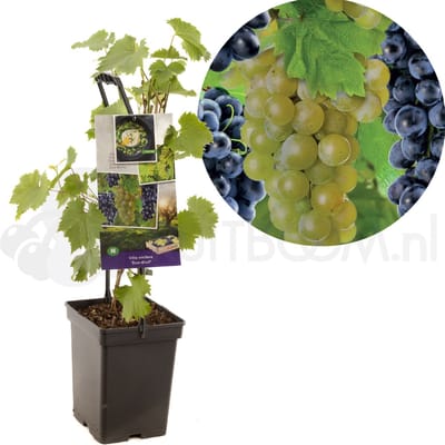 Vitis vinifera Duo druif