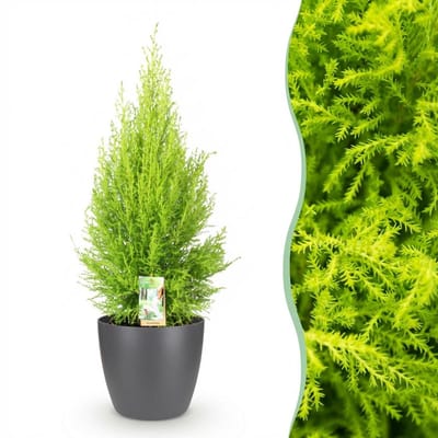 Plantenboetiek.nl | Cupressus Gold Crest Wilma - Kamer conifeer - Weinig onderhoud - Groen - met Potter Grijs - Ø21cm - 85-95cm hoog - Kamerplant - Arrangement - Plant met pot