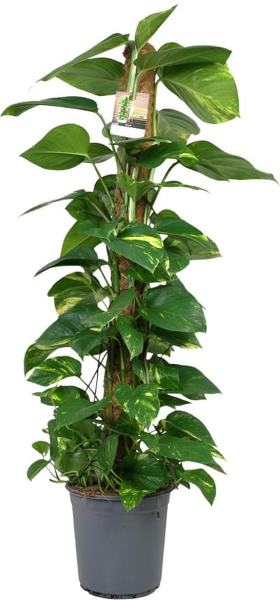 Plantenboetiek.nl | Scindapsus Epipremnum - Ø24cm - 110-120cm hoog - Kamerplant - Groenblijvend