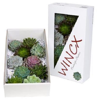 10x Echeveria mix var.wincx 10cm