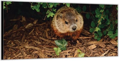 Dibond –Bever in de Struiken– 200x100 Foto op Aluminium (Wanddecoratie van metaal)