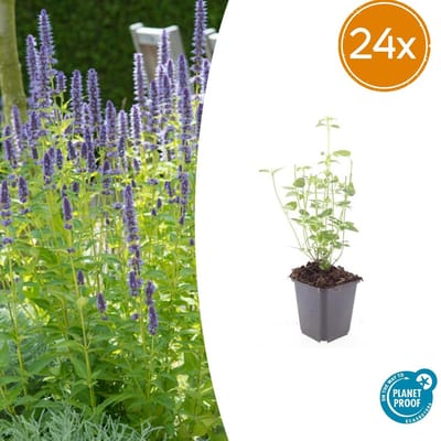 Tuinplantenshop.com | Agastache 'Black Adder' | 24 stuks - Ø9cm - 10-25cm hoog - Tuinplant