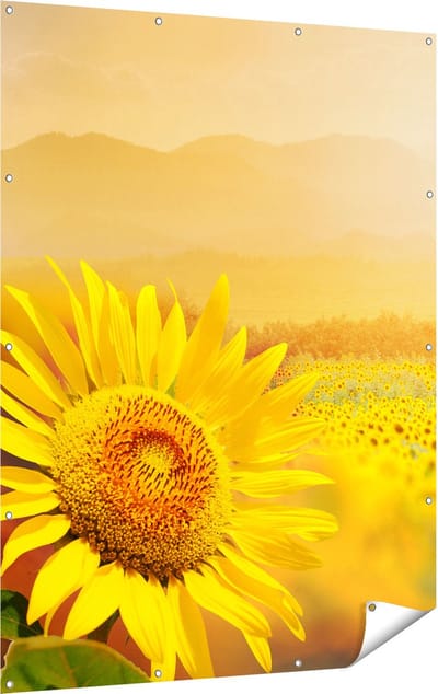 Gards Tuinposter Zonnebloemen Veld met Zonopkomst - 120x160 cm - Tuindoek - Tuindecoratie - Wanddecoratie buiten - Tuinschilderij