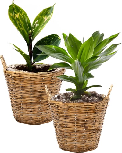 Mega Collections Planten/bloemen mand Cuba - 2x - rotan - bruin - D17 x H14 cm - pot voor buiten